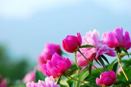 芍药,芍药图片