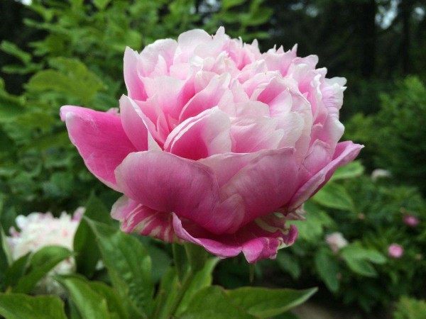 芍药,芍药图片