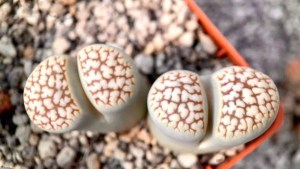 生石花,生石花图片