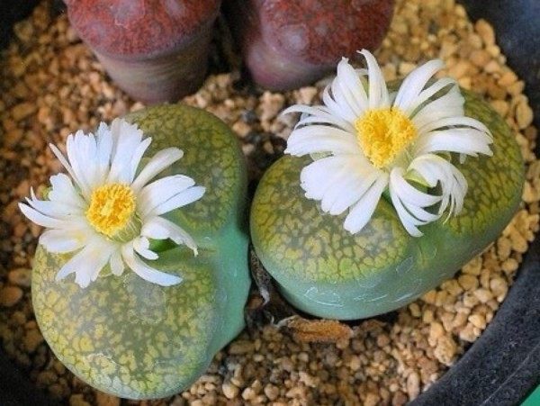 生石花,生石花图片