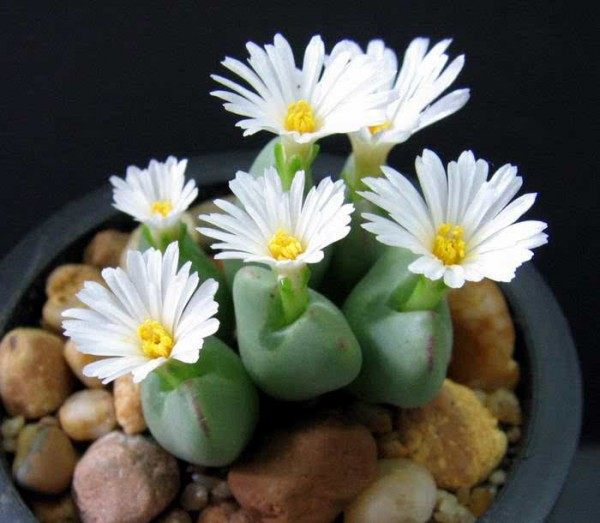 生石花,生石花图片