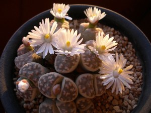生石花,生石花图片