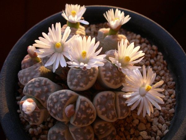 生石花,生石花图片