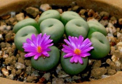 生石花,生石花图片