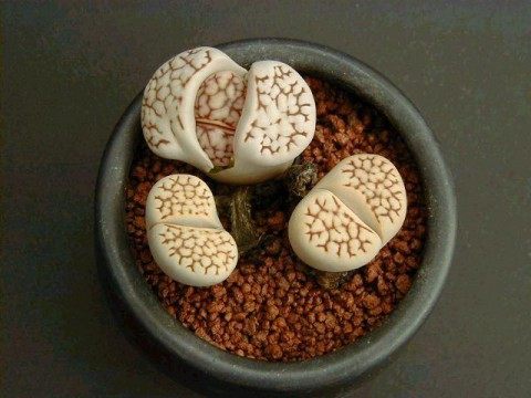 生石花,生石花图片