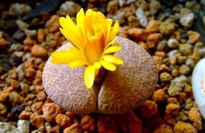 生石花,生石花图片