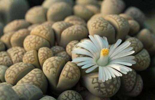 生石花,生石花图片