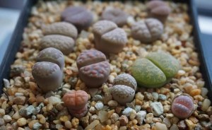 生石花,生石花图片