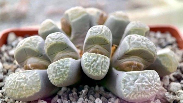 生石花,生石花图片