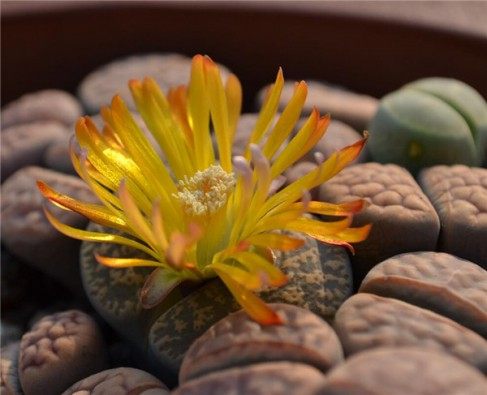 生石花,生石花图片