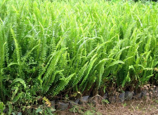 肾蕨,肾蕨图片