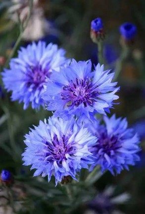 矢车菊,矢车菊图片