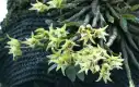 石斛兰图片