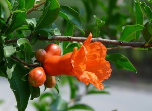 石榴花,石榴花图片