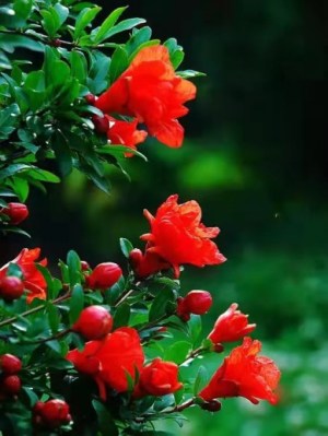 石榴花,石榴花图片