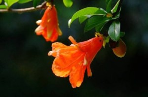 石榴花,石榴花图片