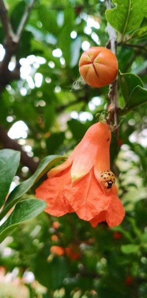 石榴花,石榴花图片