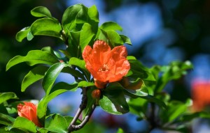 石榴花,石榴花图片