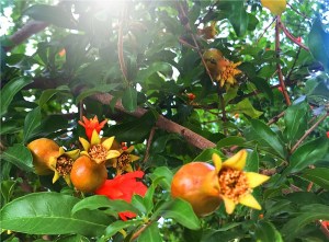 石榴花,石榴花图片