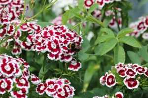 石竹花,石竹花图片