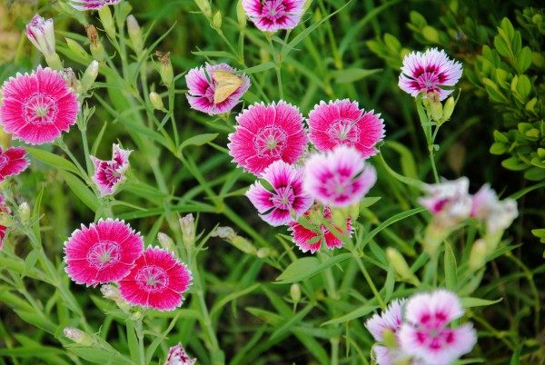 石竹花,石竹花图片
