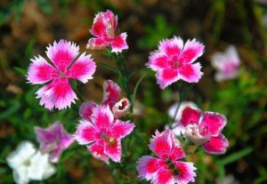 石竹花,石竹花图片