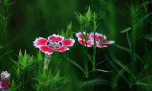 石竹花,石竹花图片