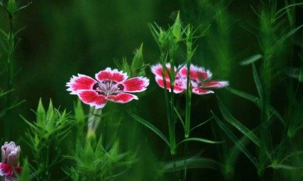 石竹花,石竹花图片