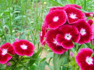 石竹花,石竹花图片