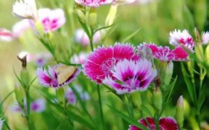 石竹花,石竹花图片
