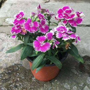 石竹花,石竹花图片
