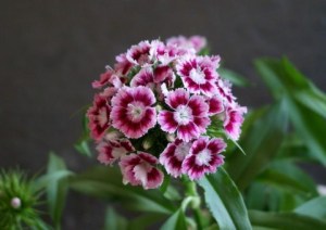 石竹花,石竹花图片