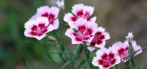 石竹花,石竹花图片