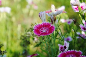 石竹花,石竹花图片