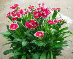 石竹花,石竹花图片