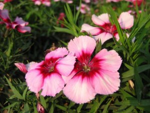 石竹花,石竹花图片