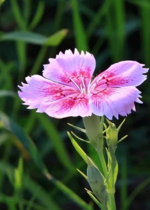 石竹花,石竹花图片