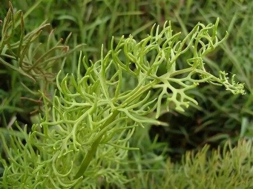 水蕨,水蕨图片