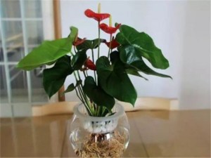 水培红掌,水培红掌图片
