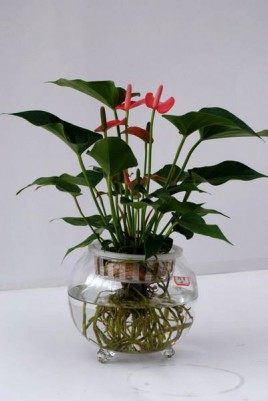 水培红掌,水培红掌图片