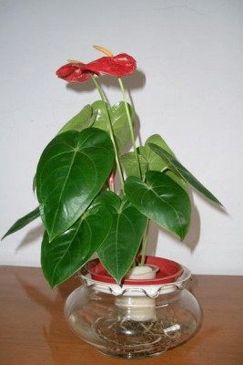 水培红掌,水培红掌图片
