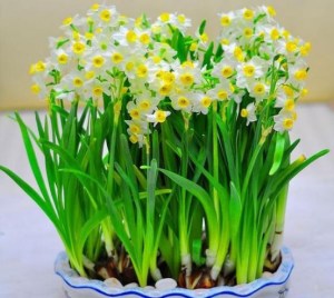 水仙,水仙图片
