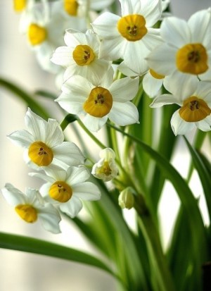 水仙花,水仙花图片