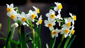 水仙花,水仙花图片