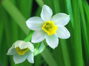 水仙花,水仙花图片