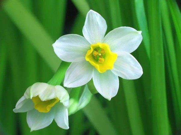 水仙花,水仙花图片
