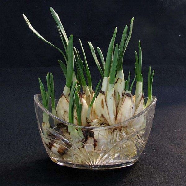 水仙花,水仙花图片