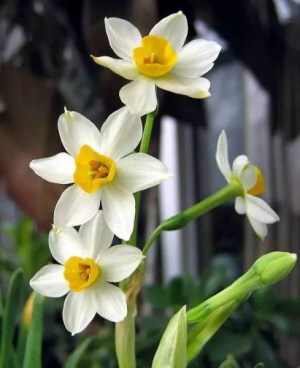 水仙花,水仙花图片