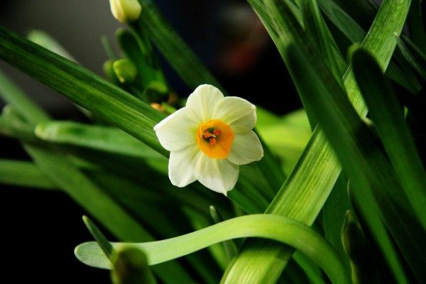 水仙花,水仙花图片