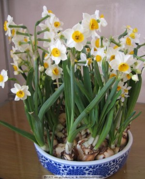 水仙花,水仙花图片